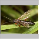 Tenthredo atra - Blattwespe 02b.jpg